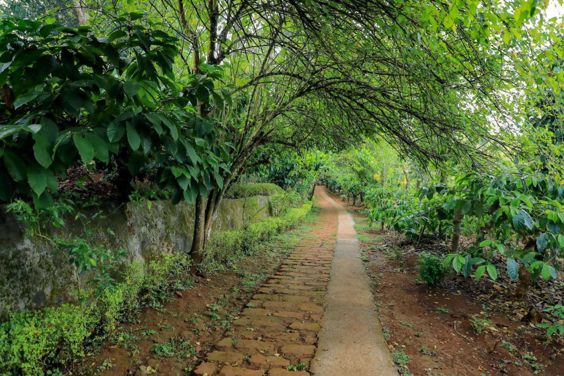 Dhanagiri Wayanad Homestay *